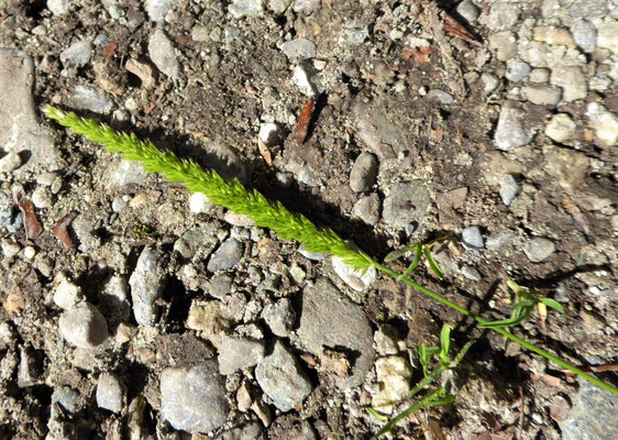Cynosurus cristatus - Weide-Kammgras