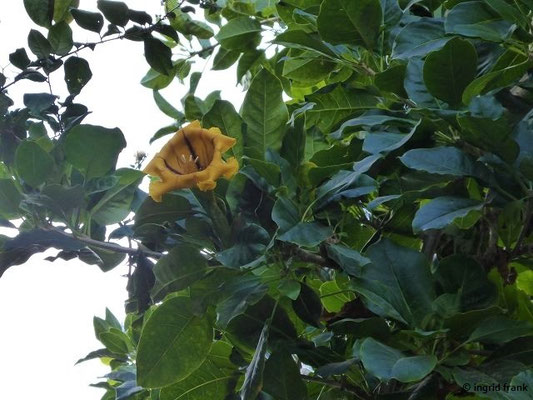 Solandra grandiflora / Goldkelch