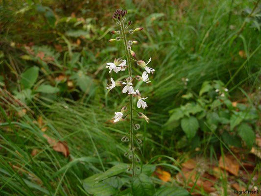 Circaea spec. (7 Arten)