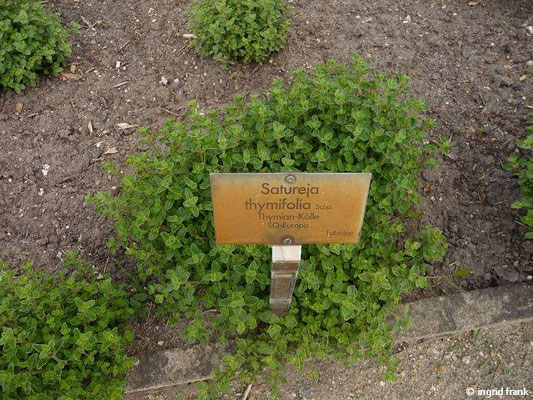 Satureja thymifolia / Thymian-Kölle (05.05.2014; Botanischer Garten Berlin)