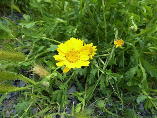 Glebionis segetum / Saat-Wucherblume     (03.05.2019; Italien, Toskana, bei Bibbona)