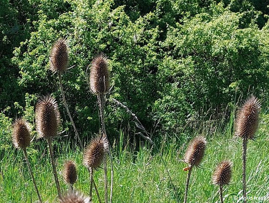 22.06.2026; Lonetal zwischen Urspring und Lonsee