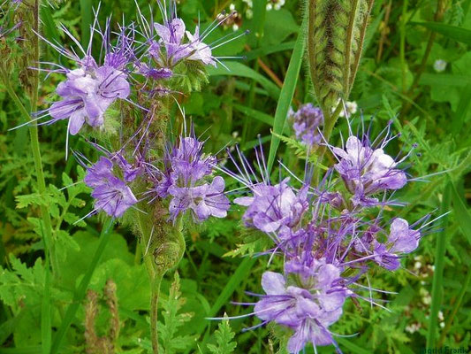 Phacelia tanacetifolia / Phazelie, Büschelschön    VI-X