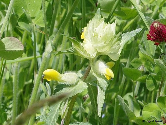 Rhinanthus alectorolophus / Zottiger Klappertopf   (26.05.2023; Kaltes Feld)