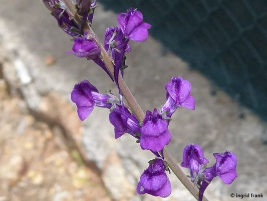 Linaria purpurea / Purpur-Leinkraut    (01.05.2019; Italien, Toskana, Halbinsel Monte Argentario)
