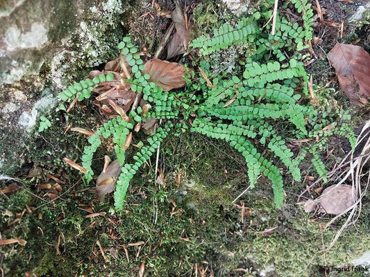Asplenium trichomanes / Braunstieliger Streifenfarn  (01.05.2025; Himmelsfelsen bei Eybach)