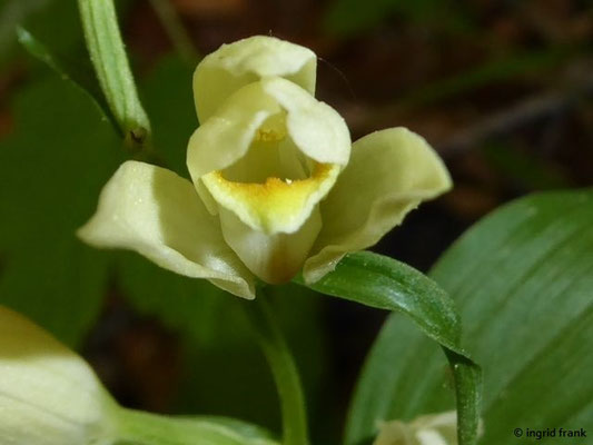 Cephalanthera damasonium / Weißes Waldvögelein