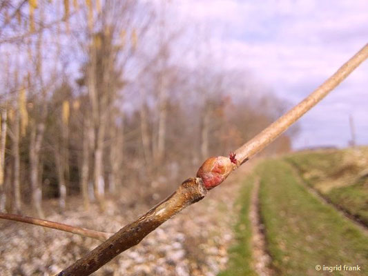 16.02.2024 - Corylus avellana / Gewöhnliche Hasel