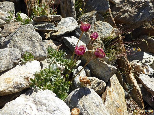 Ranunculus glacialis / Gletscher-Hahnenfuß    VII-VIII