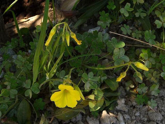 Oxalis pes-caprae / Nickender Sauerklee