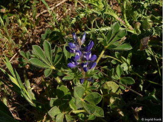 Lupinus micranthus / Kleinblütige Lupine    (27.04.2016; Italien, Insel Elba)