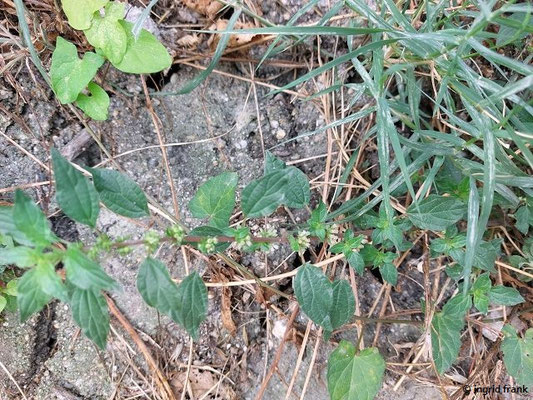 Parietaria judaica / Ausgebreitetes Glaskraut