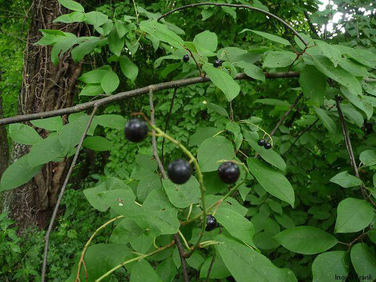Prunus padus / Gewöhnliche Traubenkirsche