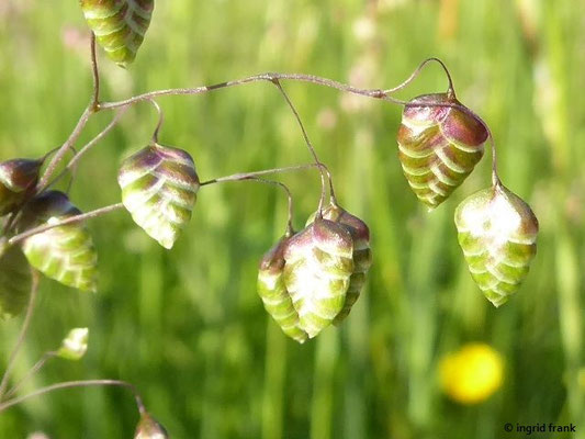 Briza media / Gewöhnliches Zittergras    V-VI