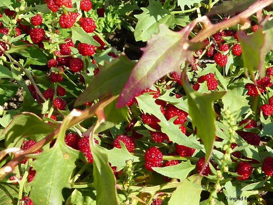 Chenopodium foliosum / Durchblätterter Erdbeerspinat (Freilichtmuseum Beuren)    VI-IX