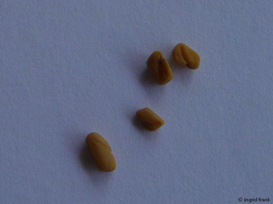 Trigonella foenum graecum - Bockhshornklee