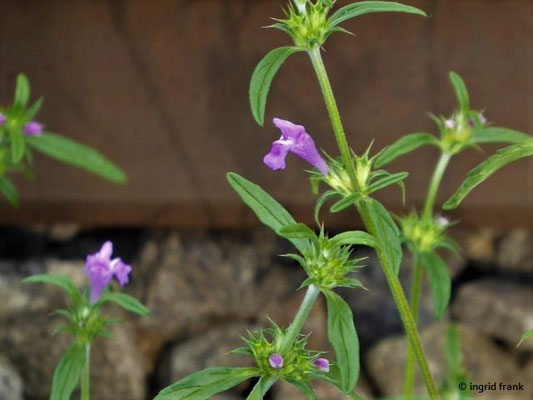 Galeopsis angustifolia / Schmalblättriger Hohlzahn