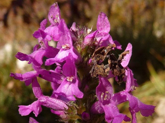Betonica officinalis / Echte Betonie, Heilziest    (15.10.2017; im Tal der Oberen Donau bei Neidingen)