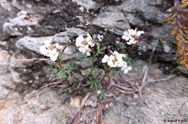 Cardamine resedifolia / Reseden-Schaumkraut V-VIII