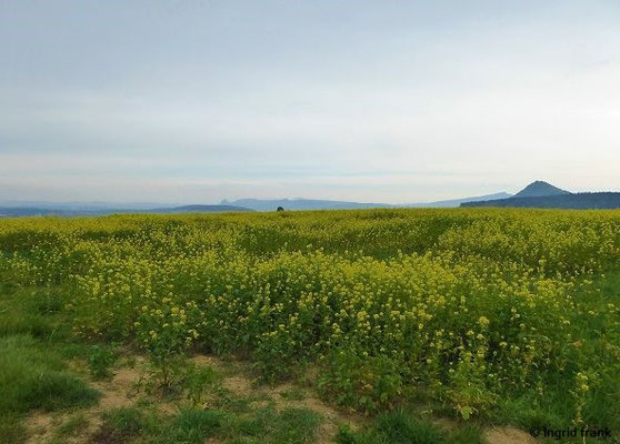 Sinapis alba - Weißer Senf