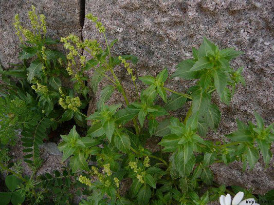 Mercurialis annua / Einjähriges Bingelkraut    VI-X
