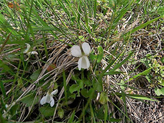 Viola alba / Weisses Veilchen