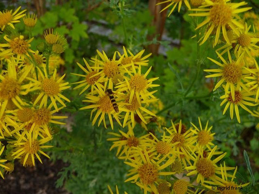 Senecio jacobaea / Jakobs-Greiskraut    VII-IX