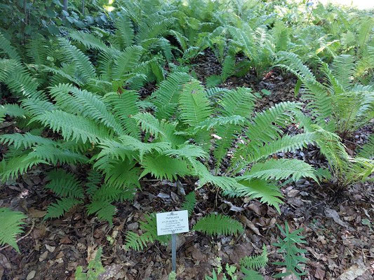 Matteuccia struthiopteris / Straußenfarn (10.08.2023; Botanischer Garten Frankfurt am Main)