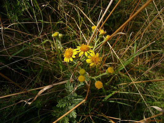 Senecio erucifolius / Raukenblättriges Greiskraut    VII-IXSenecio aquaticus / Wasser-Greiskraut    VII-VIII