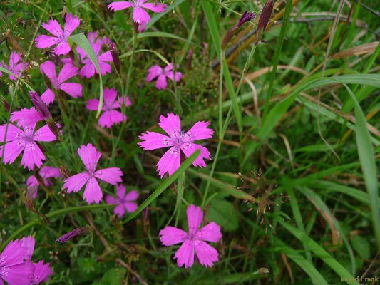 Dianthus deltoides / Heide-Nelke    VI-IX