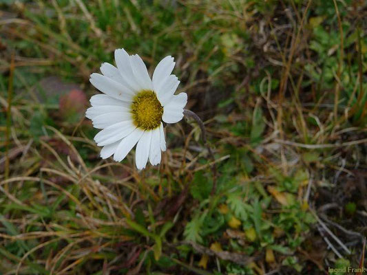 Leucanthemopsis spec. (9 Arten)
