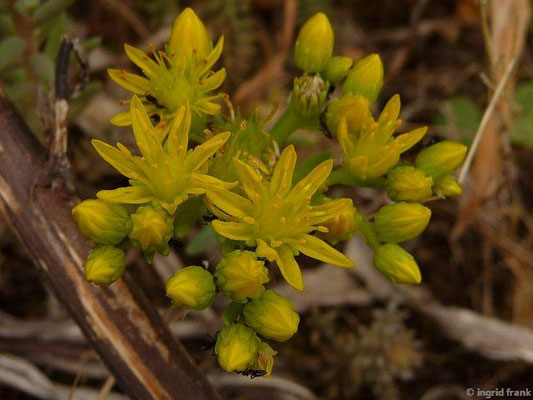 Sedum rupestre - Felsen-Fetthenne, Tripmadam