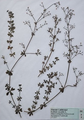 Galium saxatile / Harzer Labkraut    VI-VIII  (Herbarium Dr. Wolf von Thun)