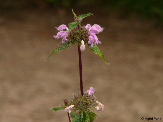 Phlomis tuberosa / Knollen-Brandkraut (Botanischer Garten Universität Heidelberg)    VI-VII