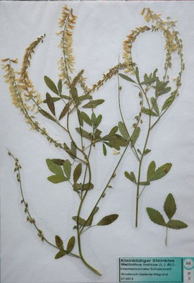 Melilotus indicus / Kleinblütiger Steinklee    VI-VII    (Herbarium Dr. Wolf von Thun)
