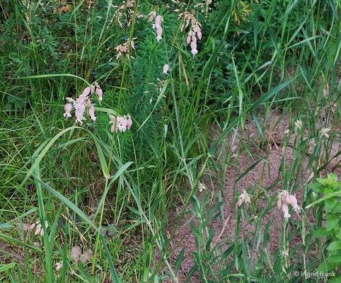 Silene vulgaris / Taubenkrop-Leimkraut   (08.06.2024; Baindt, Kiesgrubenstraße)