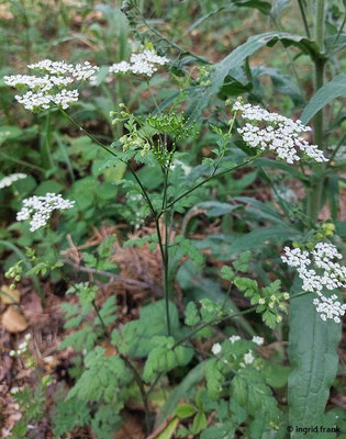 Chaerophyllum temulum - Taumel-Kälberkropf