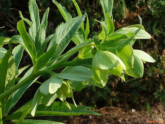 Helleborus viridis - Grüne Nieswurz