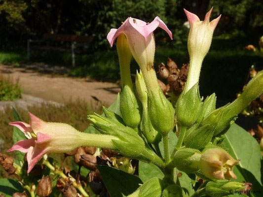 Nicotiana tabacum / Virginischer Tabak, Echter Tabak (30.08.2015 - Botanischer Garten Universität Heidelberg)