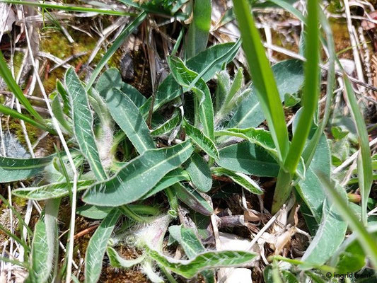 Pilosella officinarum / Kleines Mausohrhabichtskraut