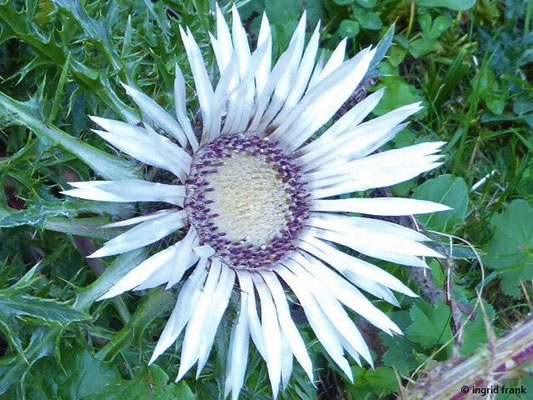 Carlina acaulis - Silberdistel