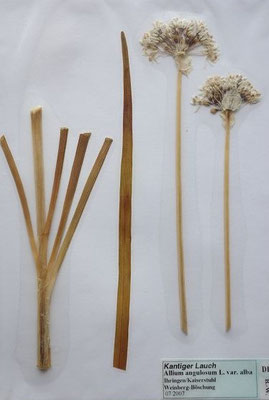 Allium angulosum / Kantiger Lauch    VII-VIII    (Herbarium Dr. Wolf von Thun)