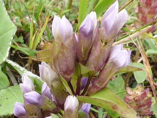 Gentianella campestris / Feld-Kranzenzian    V-X