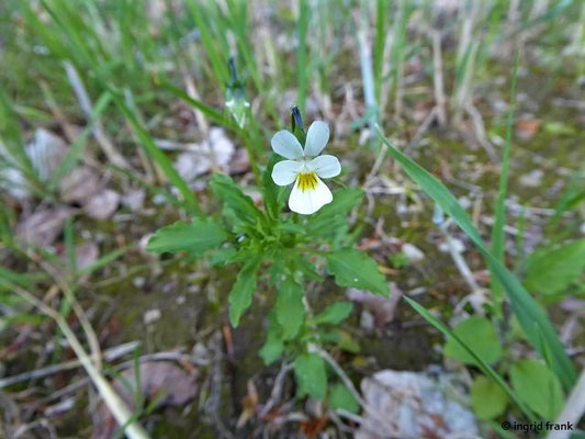 Viola arvensis / Feld-Stiefmütterchen    IV-X