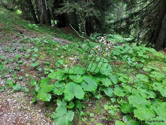 Petasites albus / Weiße Pestwurz  (28.06.2024; Steiermark, Schladming, Planai)