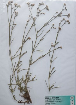 Asperula cynanchica / Hügel-Meier  (07/2011; Sasbach, Rheindamm)  (Herbarium Dr. Wolf von Thun)