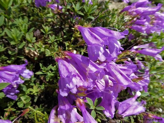 Penstemon avidsonii / Bartfaden (12.05.2019 - Botanischer Garten Universität Würzburg)