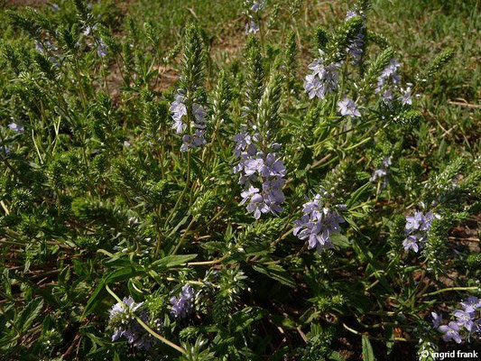 Veronica prostrata / Niederliegender Ehrenpreis (30.04.2014; Botanischer Garten Berlin)