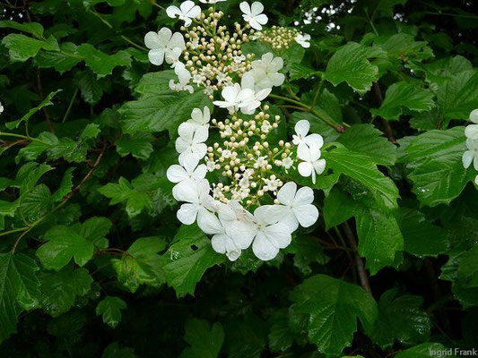 Viburnum spec. (150 Arten)