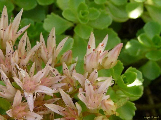 Sedum spurium / Kaukasus-Fetthenne    VI-VII